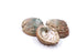 abalone shells